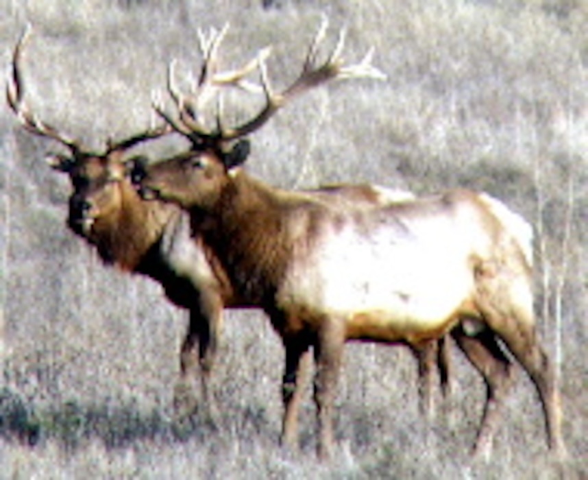 Elk on Concord - US Navy Photo