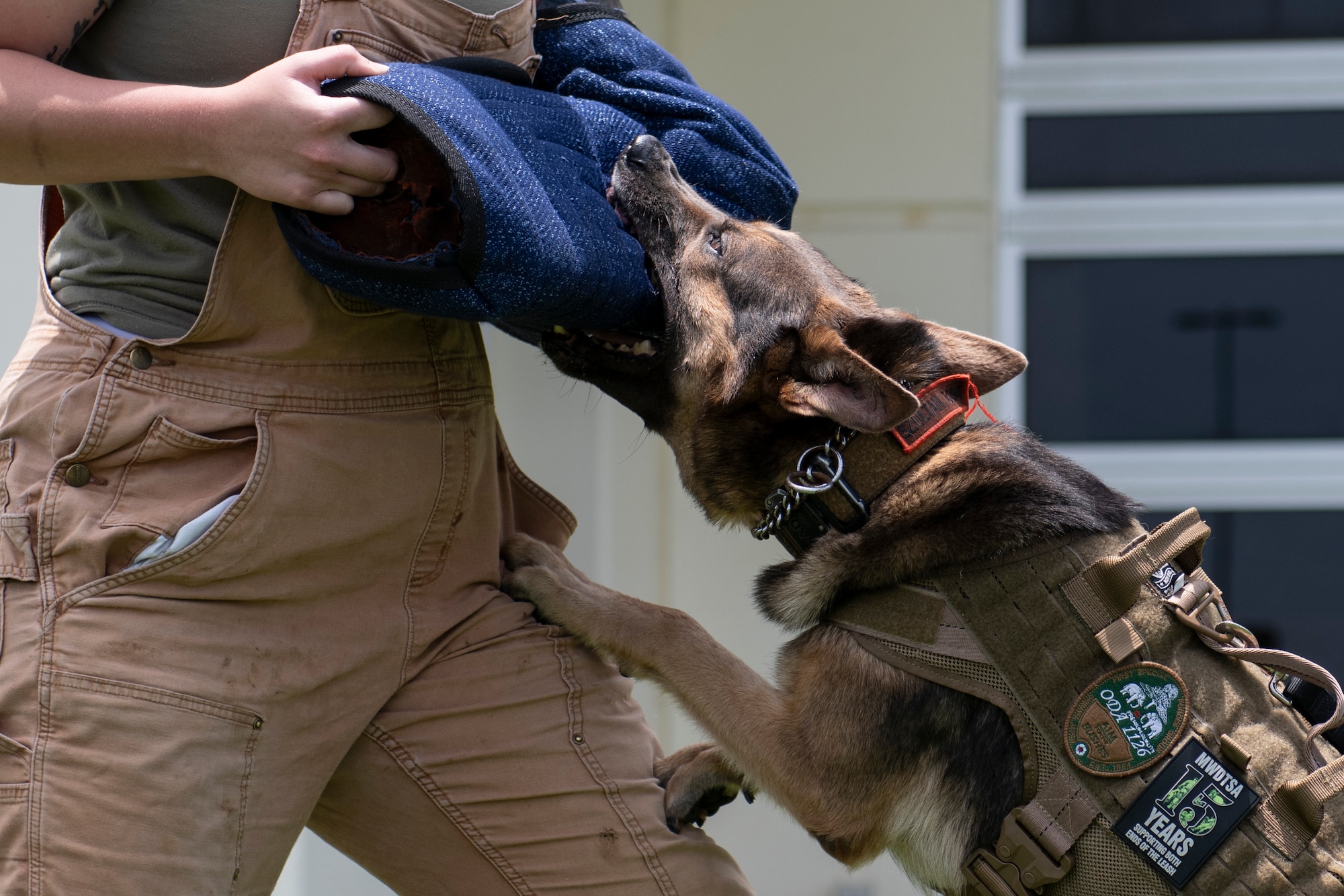 Szultan, 18th Security Forces Squadron military working dog, bites a simulated offender during an MWD demonstration for National Police Week at Kadena Air Base, Japan, May 18, 2022. MWD’s are trained to act as a lone Defenders partner during patrol, and are able to assist with suspect apprehension as well as other duties such as detection of explosives or narcotics. (U.S. Air Force photo by Senior Airman Jessi Monte)