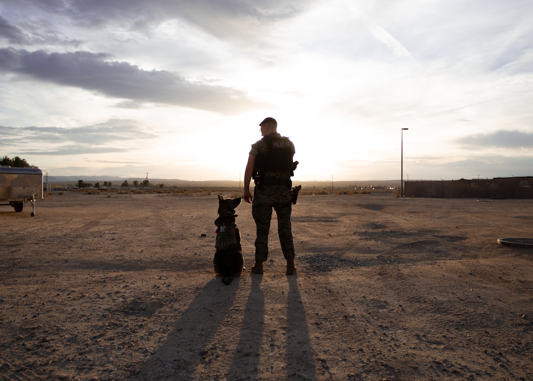U.S. Marine Corps Lance Cpl. Joseph Ostrowski, a military working dog handler with the Provost Marshal’s Office K-9 Unit, Marine Air Ground Task Force Training Command, Marine Corps Air Ground Combat Center, and his military working dog, Dino, pose for a photo at MCAGCC, Twentynine Palms, Calif., March 17, 2022. The dogs are trained in substance detection, tracking, explosive detection, search and rescue, and attack, making them an invaluable resource to the Marine Corps and its mission.