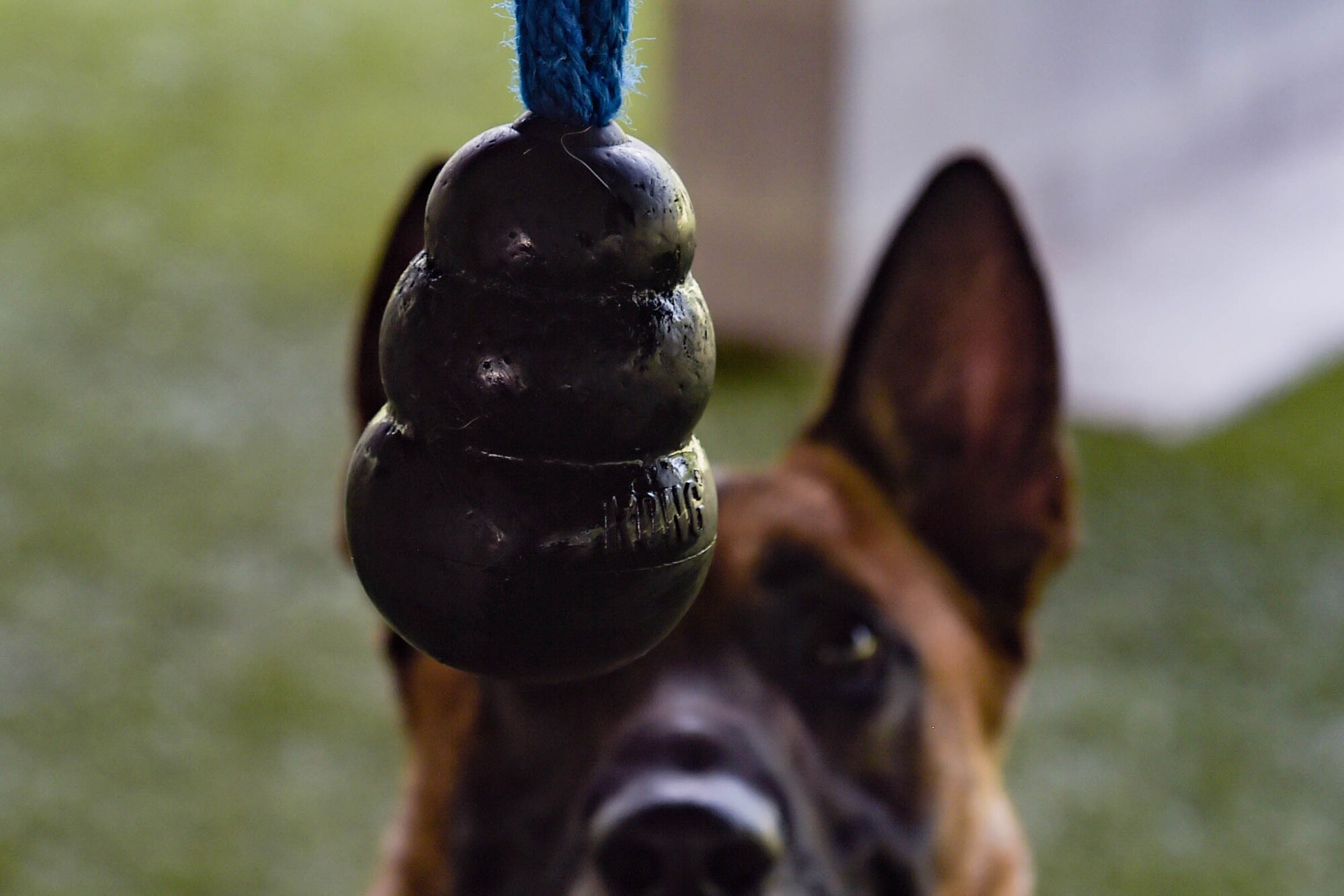A photo of a dog looking at toy.