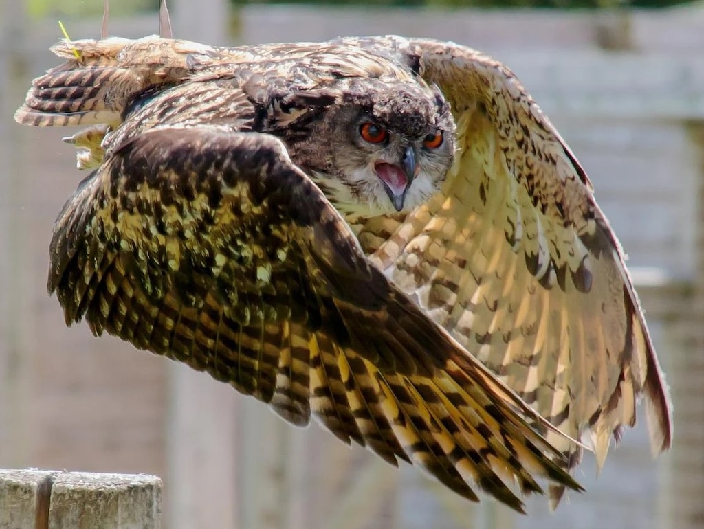 Scientific Name: Bubo bubo
Life Span: 20 years
Diet: Small mammals, amphibians, insects, and birds
Size: 3 feet
Wingspan: 4 feet

A top predator in the local food chain, they inhabit forested areas across South Korea. Owls can be seen on USAG Humphreys resting in trees. Mostly nocturnal, owls spend their active time hunting at night. The Eurasian eagle owl is one of the world’s largest owl species. It is listed as endangered and as a natural monument in South Korea.  (Courtesy photo)