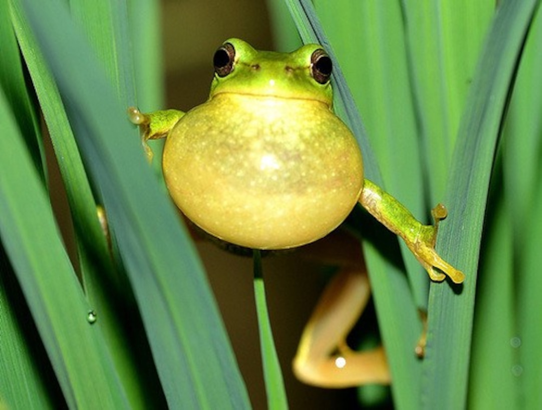 Scientific Name: Hyla suweonensis
Life Span: 7-10 years
Diet: Insects
Size: 1-2 inches
Information: Suwon treefrogs inhabit forested areas and rice paddies primarily in Suwon and USAG Humphreys area. You can hear their chirping from May to July in the rice paddies. They look very similar to the Japanese treefrog. The Suwon treefrog is listed as endangered in South Korea. (Courtesy photo by Kim dae ho, iNaturalist)