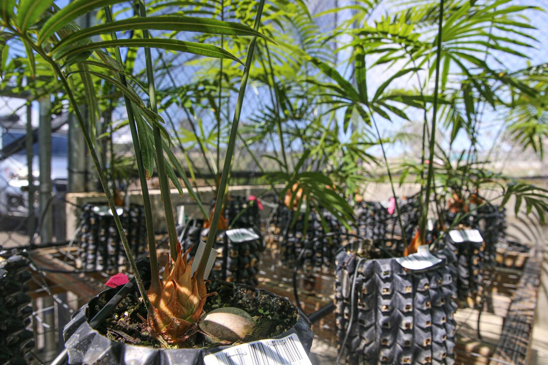 A cycas micronesica being propagated from a seed is shown at the native plant nursery on Marine Corps Base Camp Blaz, Guam, April 19, 2022. The overall end goal of the nursery is to rebuild populations of numerous species while also reintroducing native plants into the base’s two forest enhancement sites. Cycas micronesica is currently listed as threatened under the Endangered Species Act.