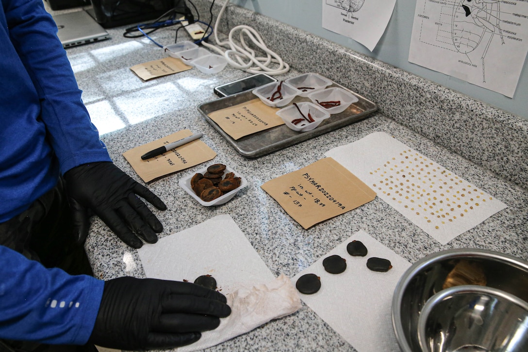 Various seeds undergo cleaning and processing at the seed laboratory on Marine Corps Base Camp Blaz, Guam, April 19, 2022. The laboratory is a part of the nursery on base that is home to native plants and trees found on Guam. The overall end goal of the nursery is to rebuild populations of numerous species while also reintroducing native plants into the base’s two forest enhancement sites.