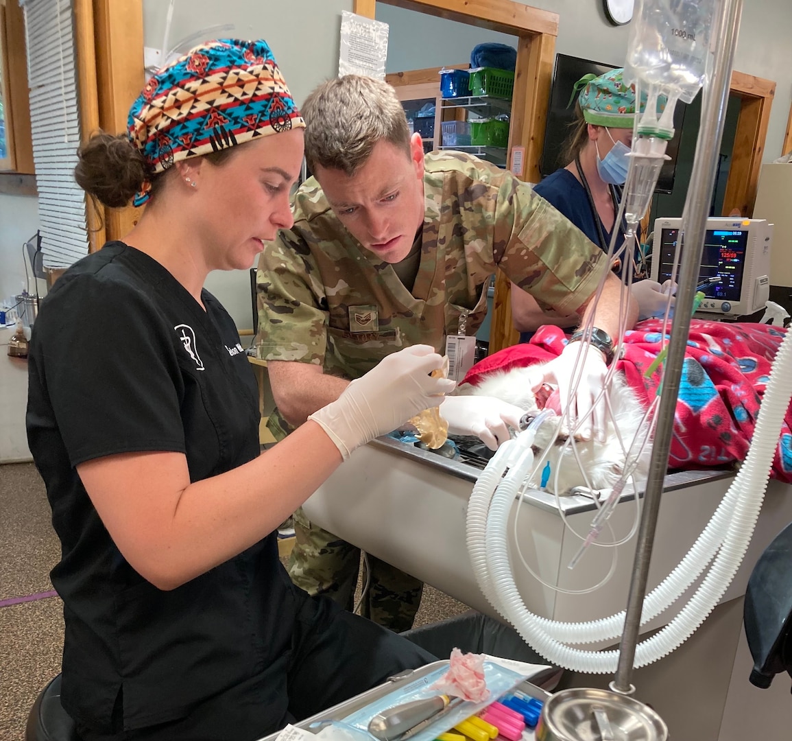 U.S. Air Force Staff Sgt. Michael Berry, 167th Medical Group medic, assists a veterinarian with a canine tooth extraction at Cheat Lake Animal Hospital, Cheat Lake, West Virginia, May 19, 2022. Berry and four other 167th MDG medics trained at J.W. Ruby Memorial Hospital and Cheat Lake Animal Hospital.