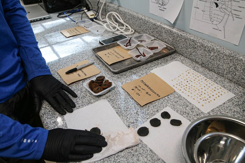 Photo of seed processing.