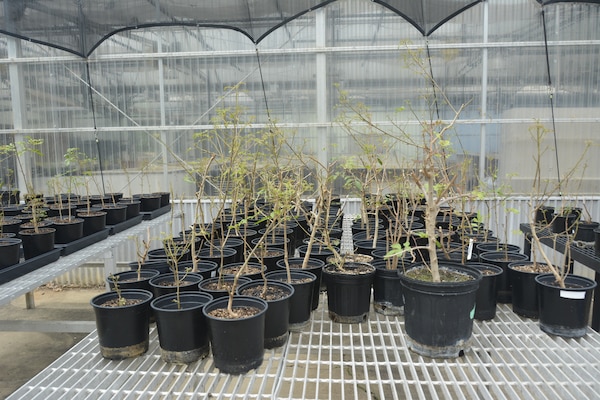 Brazilian peppertree saplings are used in biocontrol research at the U.S. Army Engineer Research and Development Center