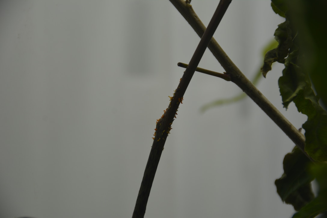 Brazilian peppertree thrips larvaegrow and feed directly on the stems of the invasive Brazilian peppertree.