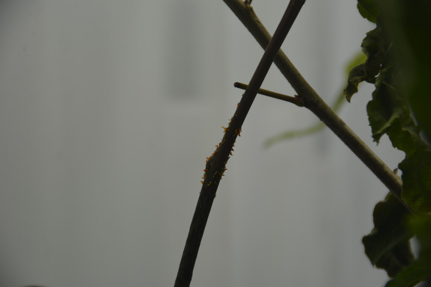 Brazilian peppertree thrips larvaegrow and feed directly on the stems of the invasive Brazilian peppertree.