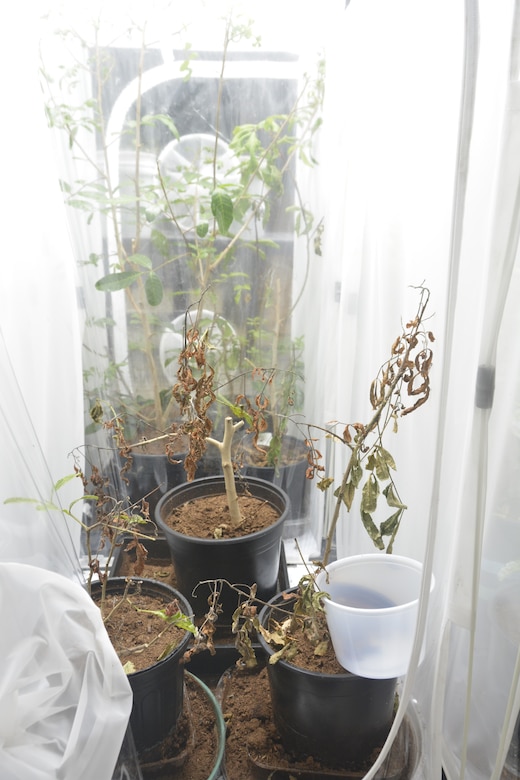 Brazilian peppertree saplings dying after exposure to a colony of Brazilian peppertree thrips. U.S. Army Engineer Research and Development Center Environmental Laboratory scientists are researching the use of the insects to control and eliminate the invasive plant. (U.S. Army Corps of Engineers photo)