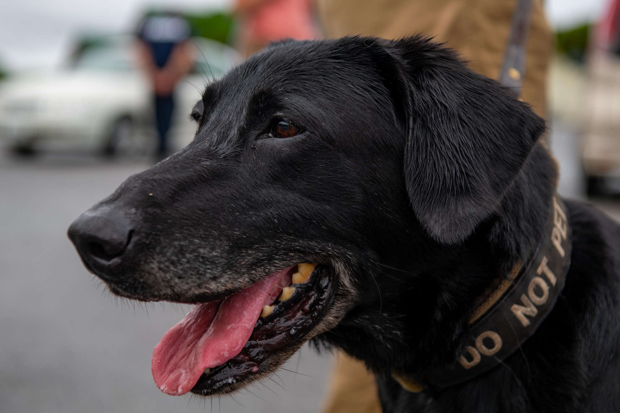 A military working dog gets prepped for a long day of searching for simulated explosives