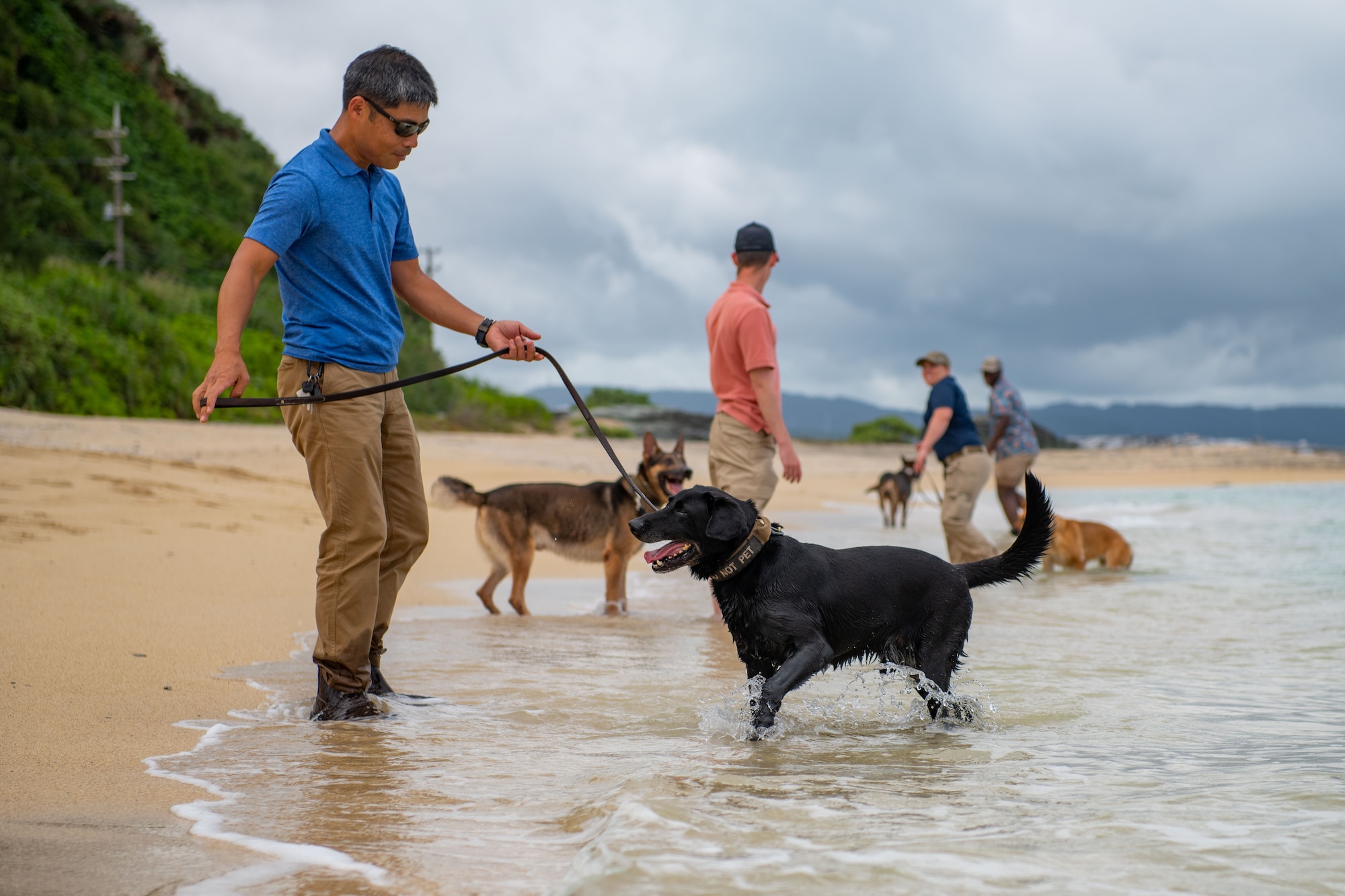 A group of dogs and their handlers play in the ocean