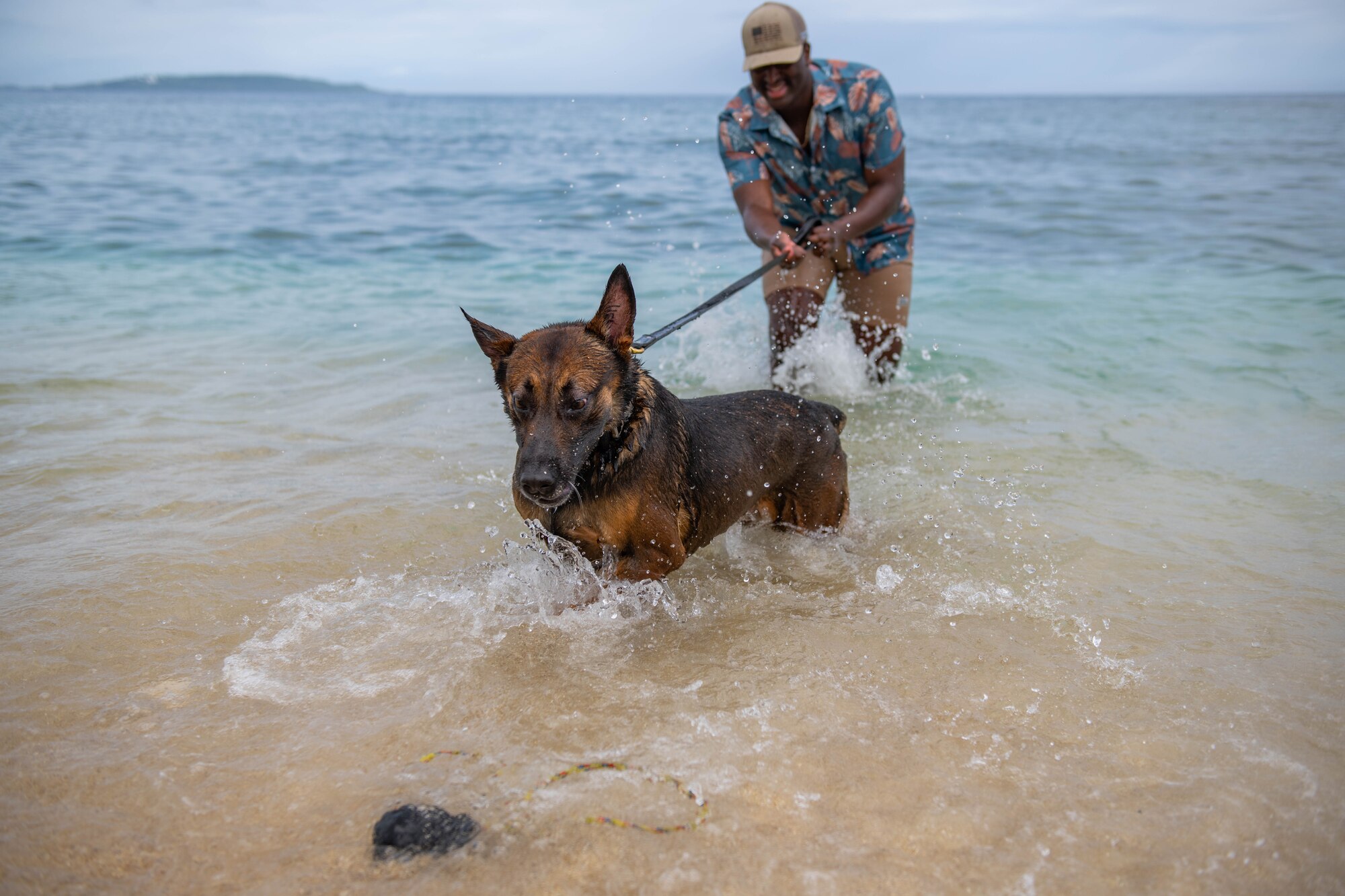 A dog pulls on the leash as his handler holds him back from his toy floating in the ocean