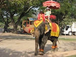 Julie Tsao enjoying an elephant ride while on vacation in Thailand.