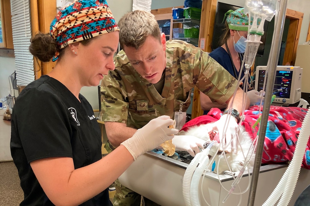 An airman assists a veterinarian with a canine tooth extraction.