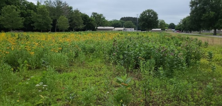 The pollinator garden at Cheatham Lake attracts butterflies, bees and hummingbirds.  Pollinators help to maintain the ecosystem and pollinate the plants that humans and animals eat.