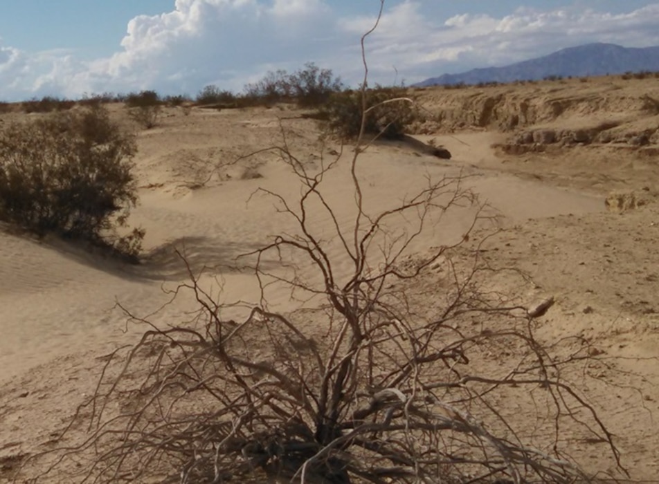 Wash in Upland Area at Former SSTB, 2015