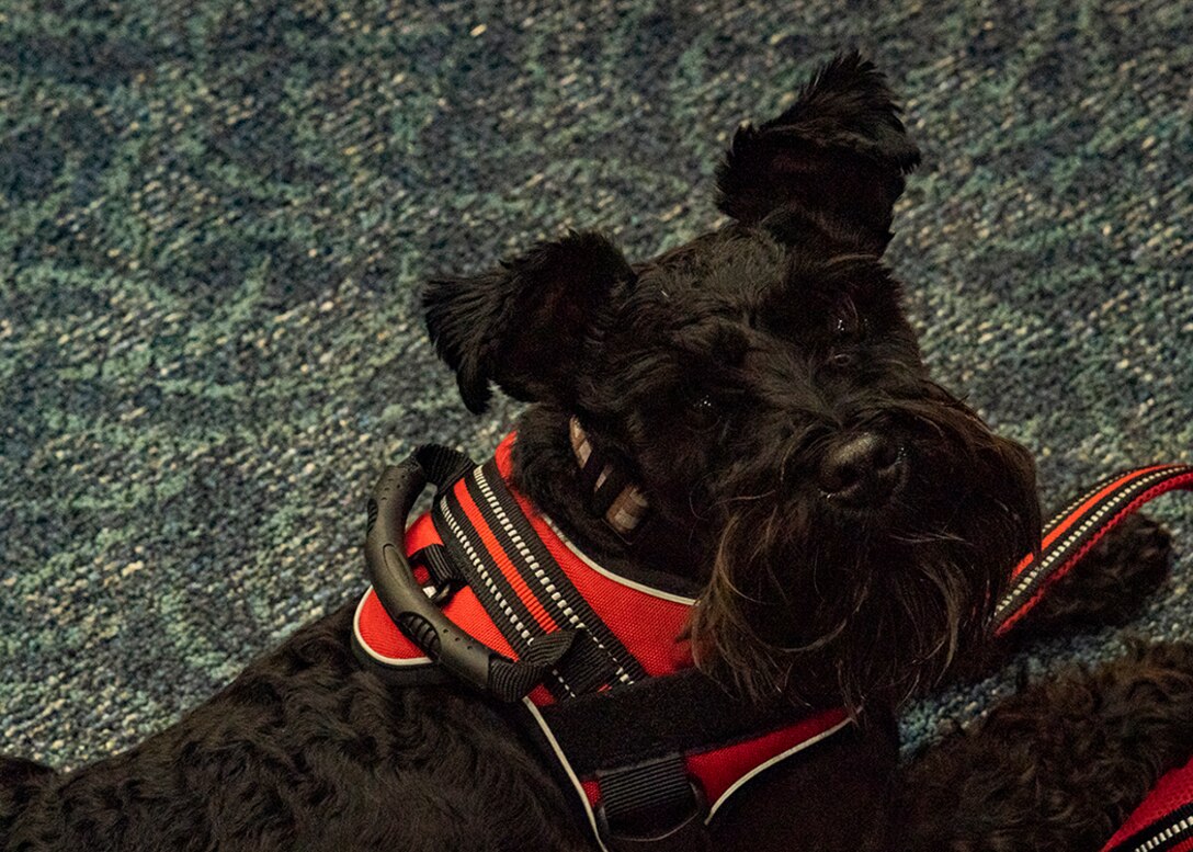 A black terrier type service dog looks up at the camera.