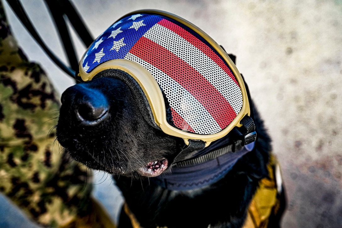 A military working dog wears goggles with the American flag imprinted over the lens.