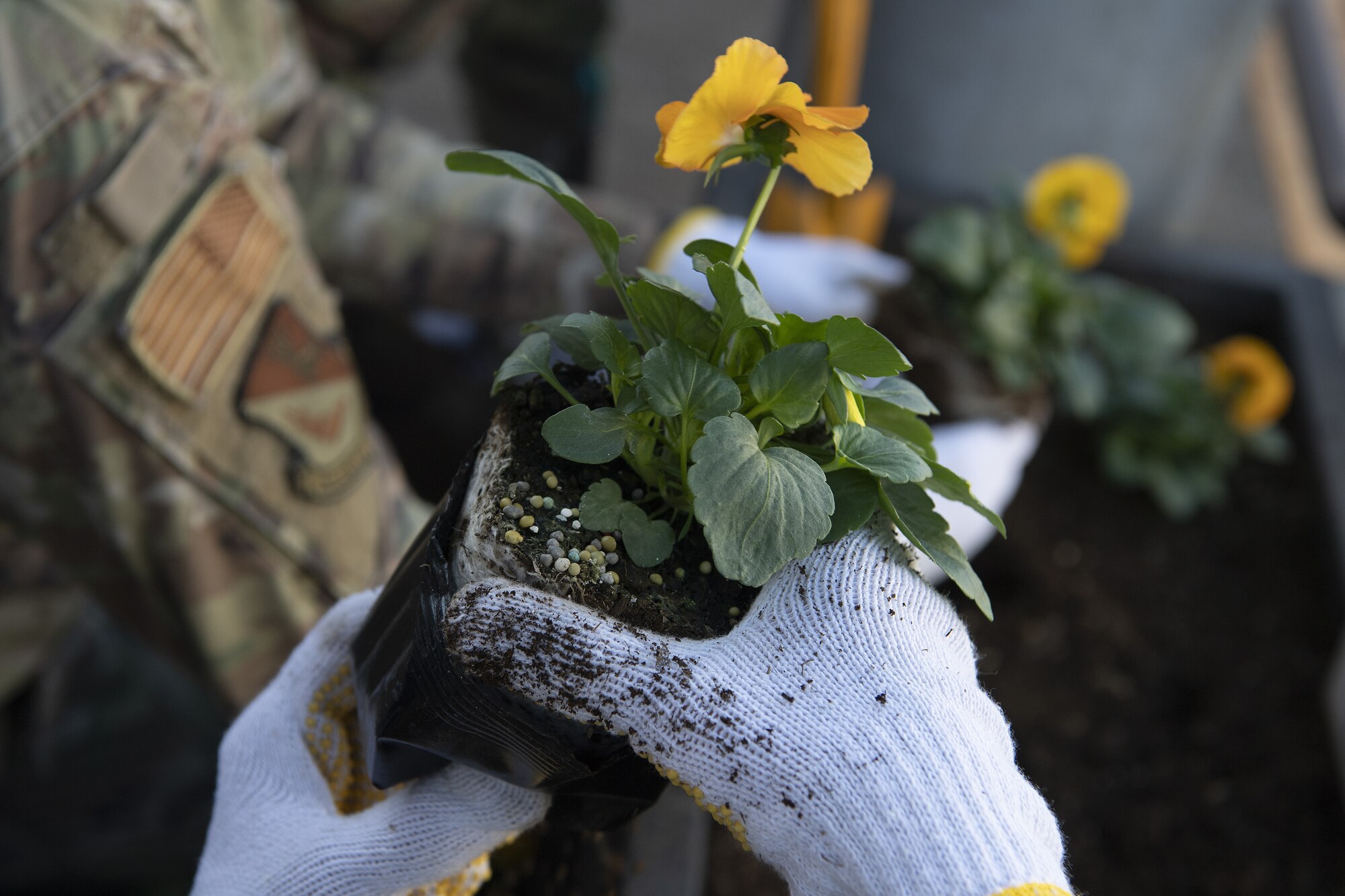 Airmen assigned to the 374th Airlift Wing plant flowers alongside members of the Fussa City community during a city beautification project at Fussa City, Japan, Oct. 31, 2022. The project was an opportunity for Team Yokota to strengthen its ties and friendship with Japanese neighbors outside the gates. (U.S. Air Force photo by Tech. Sgt. Christopher Hubenthal)