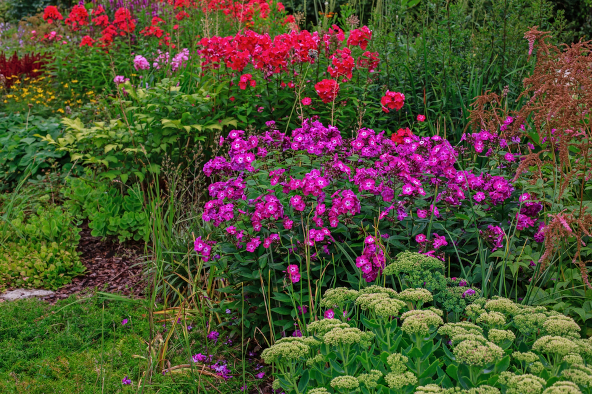 Photo shows a flower garden