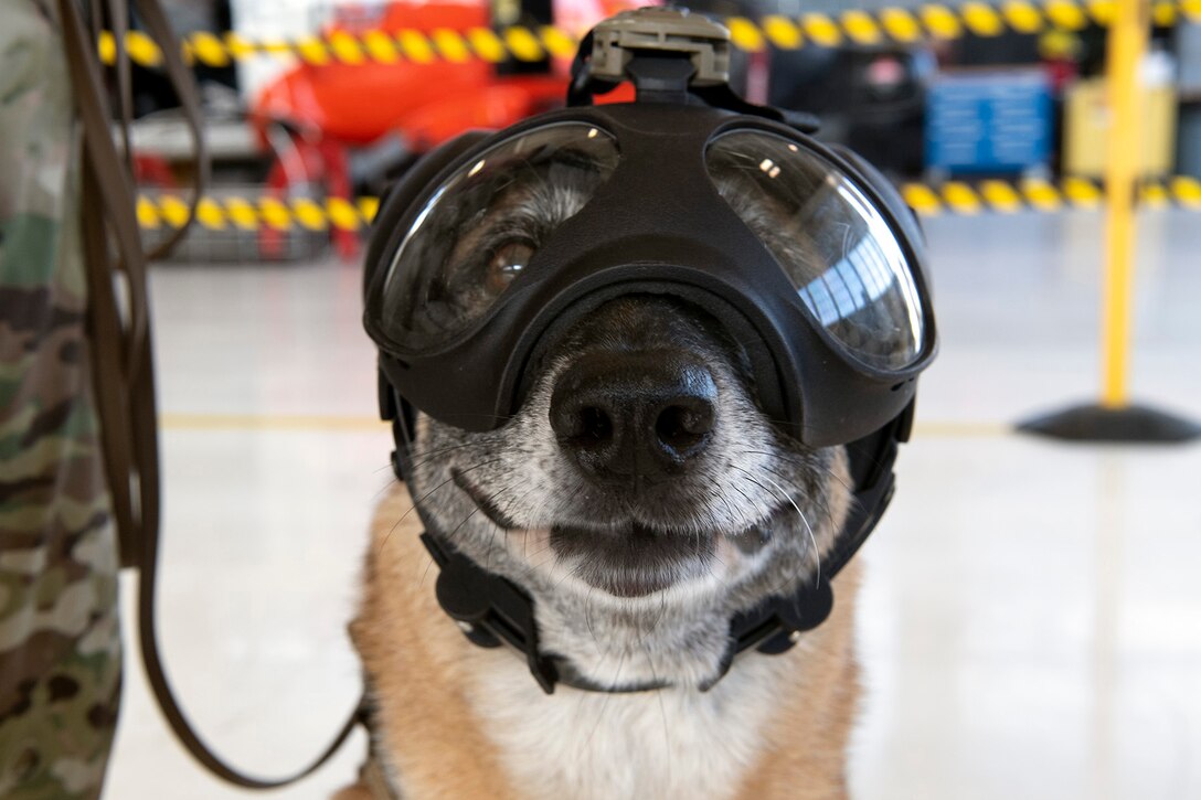 A military dog faces forward while wearing goggles during
