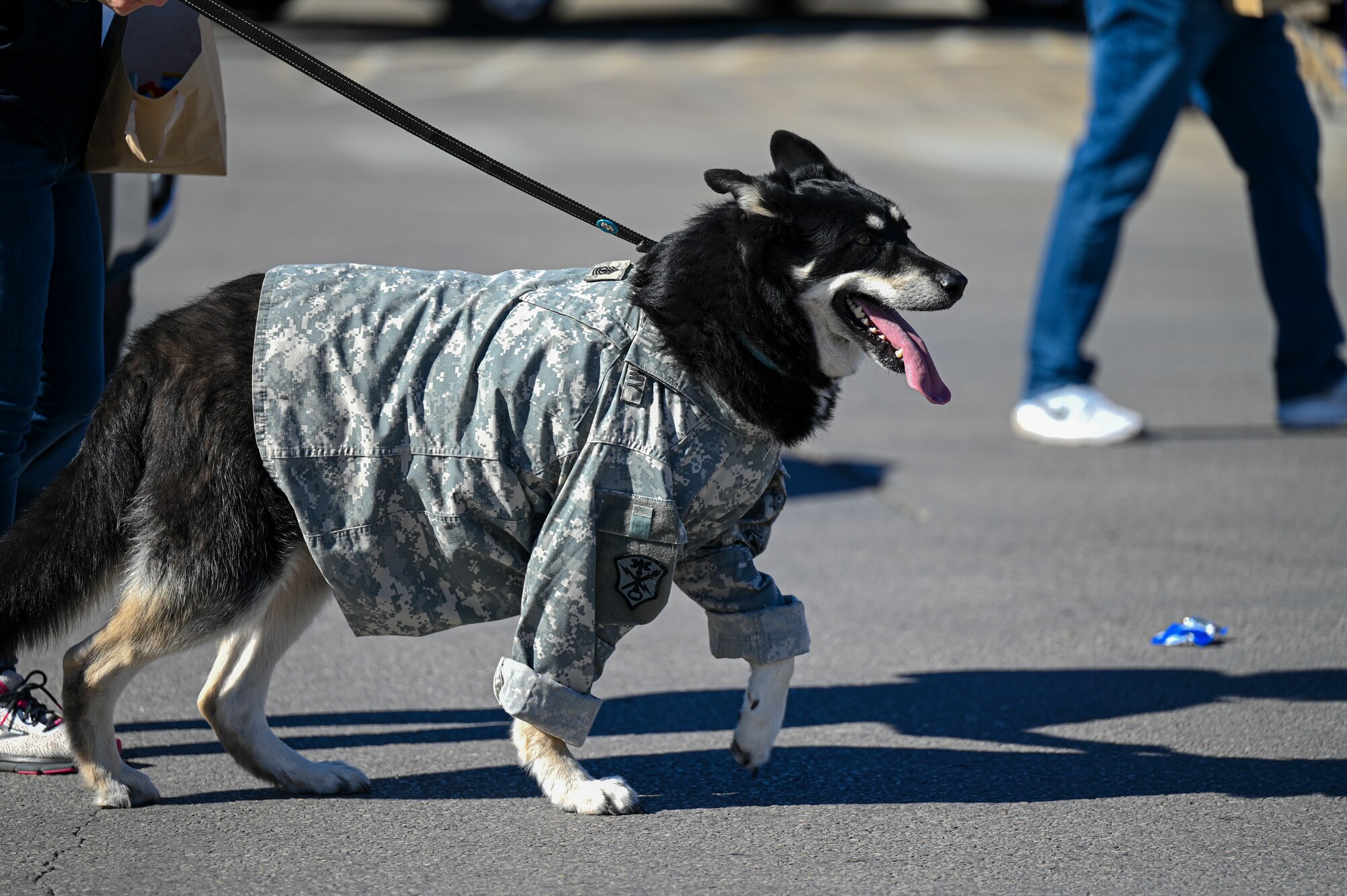 A dog wearing an old U.S. Army Combat Uniform marches during the San Angelo All Veterans Council Veterans Day parade downtown, San Angelo, Texas, Nov. 5, 2022. The Parade featured service members from each branch as well as veterans from across the San Angelo community. (U.S. Air Force photo by Senior Airman Michael Bowman)