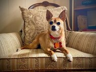 A dog rests on a chair.