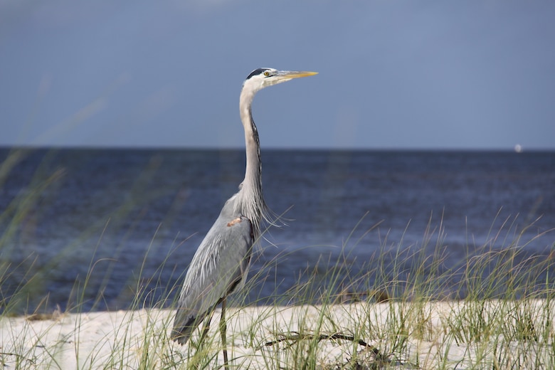 Blue heron stands on a beach