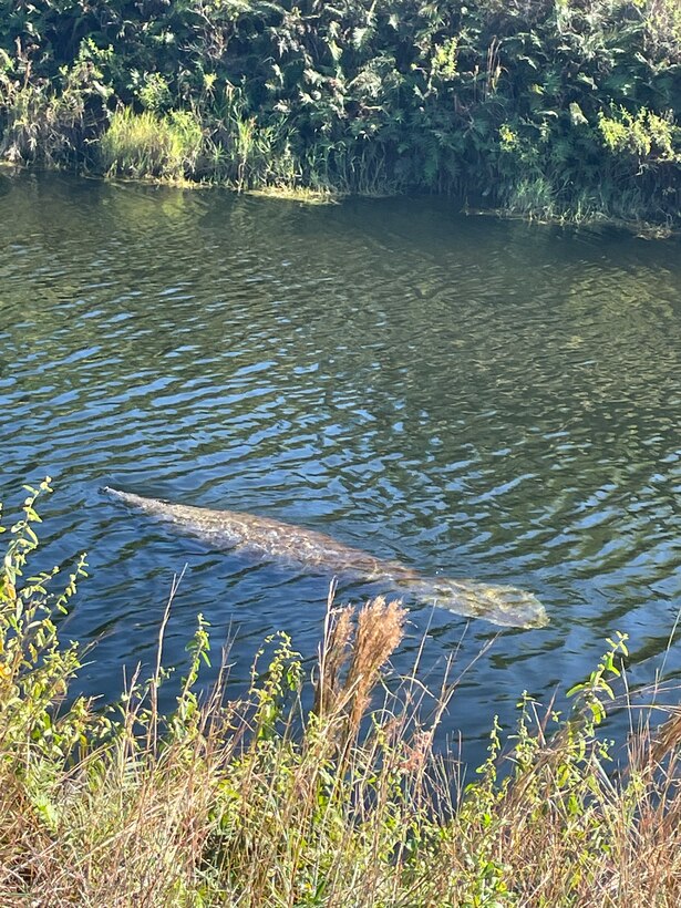 Female manatee with calf swimming east down Military Canal