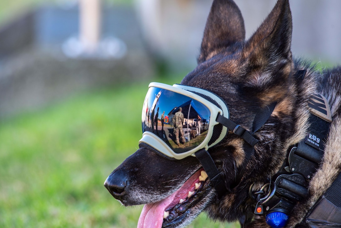 A military working dog wears goggles that reflect the action of a crowd of people.