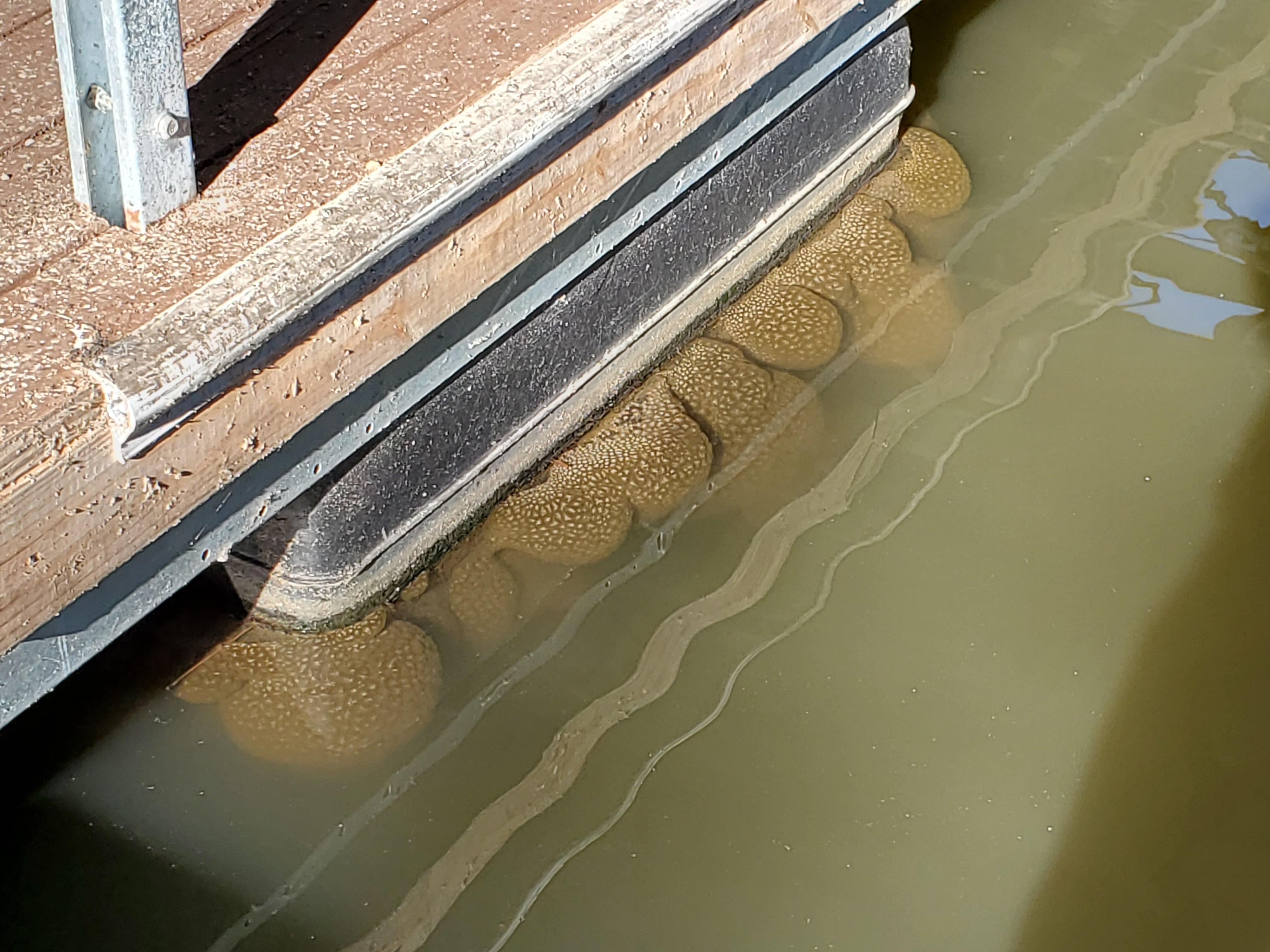 Freshwater Bryozoan are a sign of a healthy lake u003e Savannah District ...