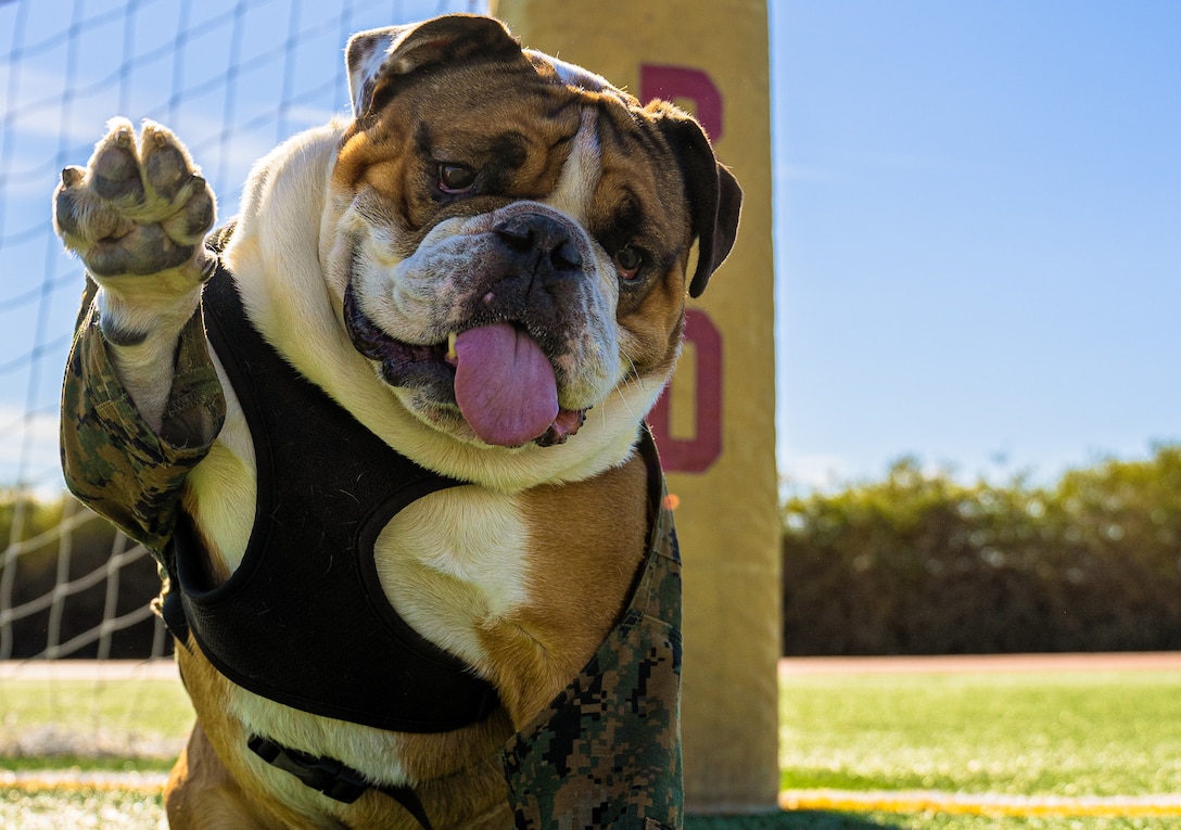 U.S Marine Corps Cpl. Manny, the mascot of Marine Corps Recruit Depot San Diego, raises his paw for a photo on a training field at MCRD San Diego, Nov. 14, 2022. Posing for photos is one of the tasks that is required of Manny as the Depot mascot.