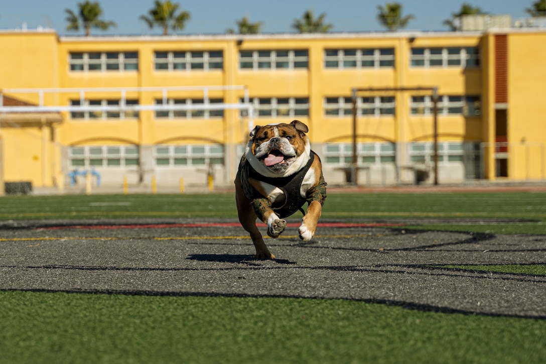 A bulldog runs on a field.