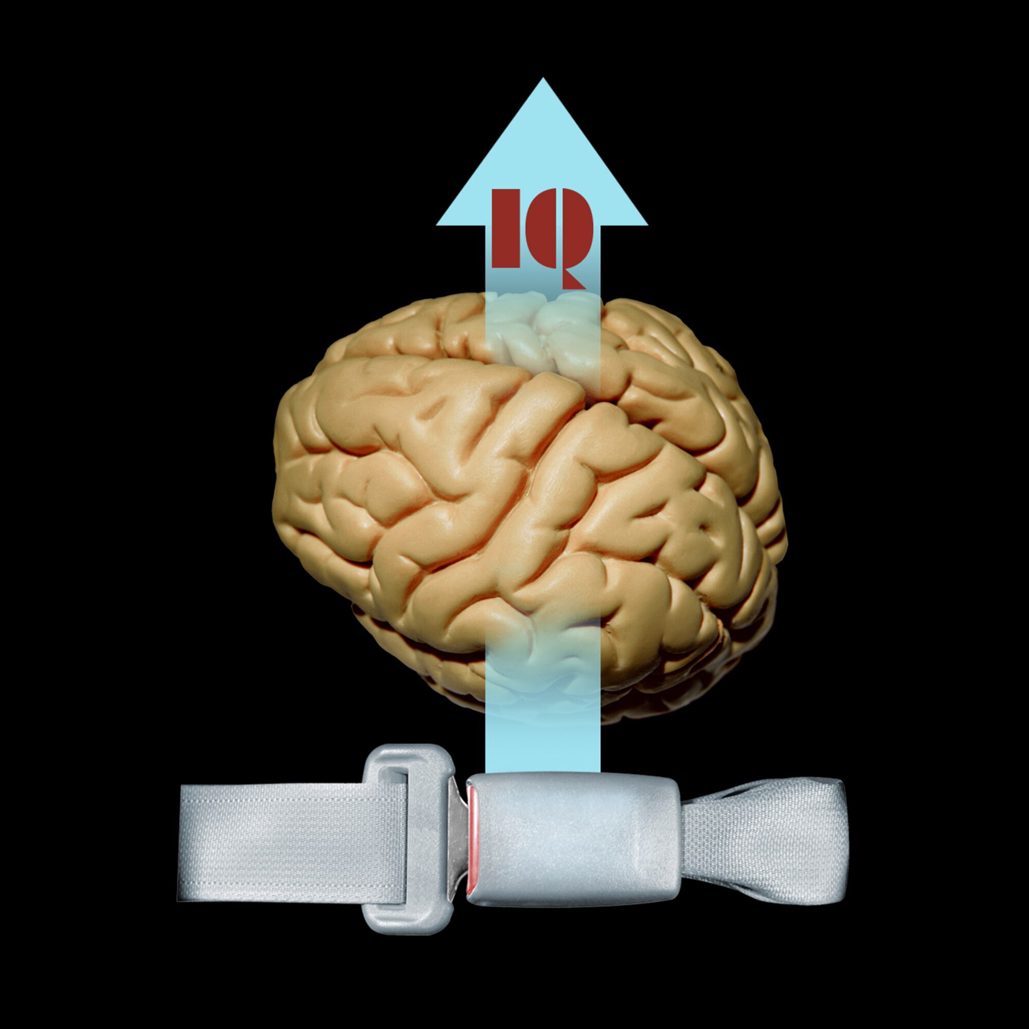 Courtesy graphic of brain, seat belt and arrow with IQ written on it