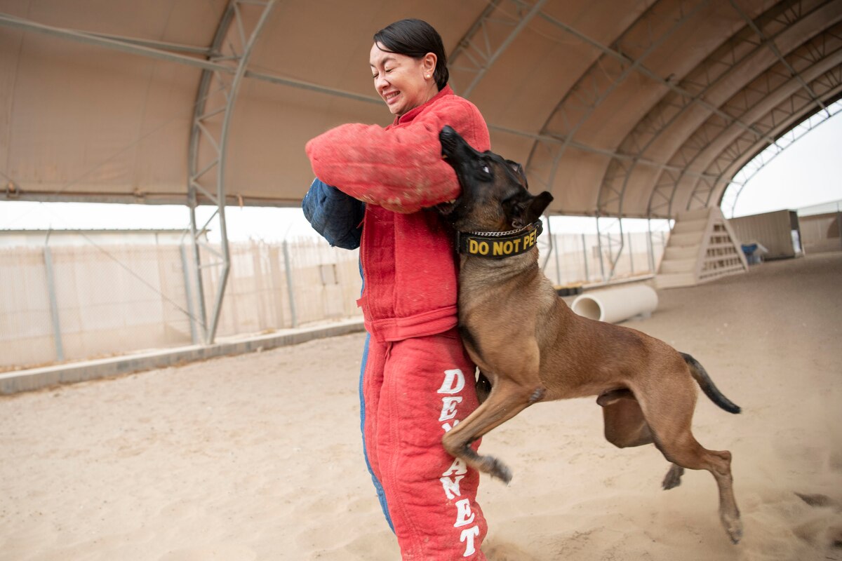 U.S. Air Force Capt. Maria Jensen, 386th Air Expeditionary Wing A/1/6/7 installation support and force protection executive officer, gets bit by a Military Working Dog while wearing a bite suit during a First Responder Day demonstration at Ali Al Salem Air Base, Kuwait, Nov. 11, 2022. Jensen was one of 12 company grade officers that participated in the five demonstrations of First Responder Day. (U.S. Air Force photo by Staff. Sgt. Ashley N. Mikaio)