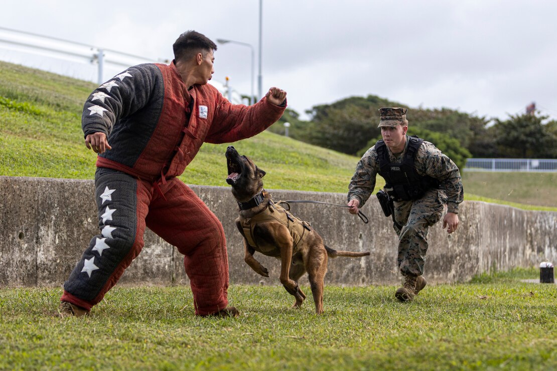 U.S. Marine Corps Cpl. Andrew Bigelow, a military working dog handler with Provost Marshal’s Office, Marine Corps Installations Pacific, and Wwaylon, a MWD with PMO, MCIPAC, demonstrate law enforcement apprehension procedures with a MWD during Exercise Keen Sword 2023 on Camp Foster, Okinawa, Japan, Nov. 11, 2022. Keen Sword exercises the combined command and control capabilities and lethality developed between MCIPAC, III Marine Expeditionary Force, and the Japan Self-Defense Force. This bilateral field-training demonstrates the U.S. military and JSDF interoperability and combat readiness of the U.S.-Japan Alliance.