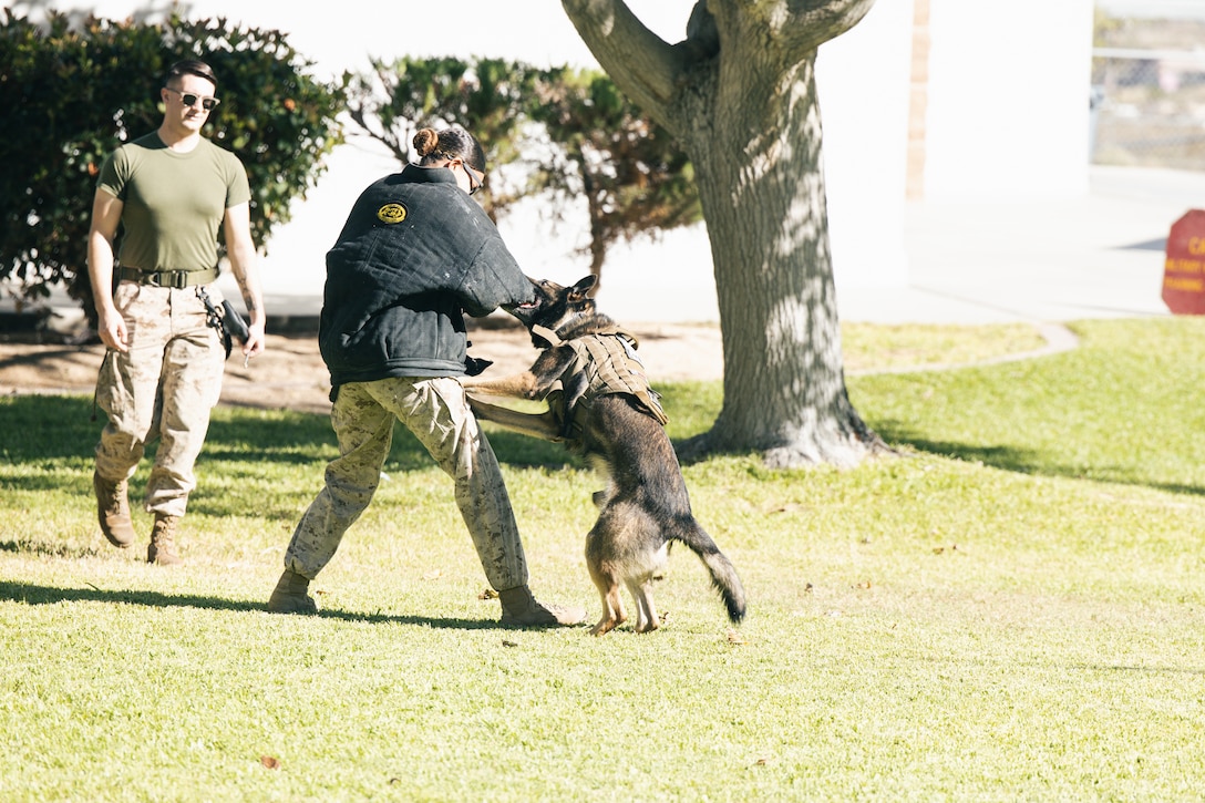 A military working dog bites a US Marine Corps Corporal during a showcase