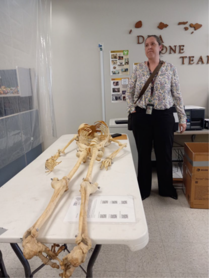 Dr. Rebecca J. Taylor, Forensic Anthropologist at Defense POW/MIA Accounting Agency (DPAA) stands beside a skeleton that was turned into DLA Disposition services. Dr. Taylor concluded that the skeleton specimen was in fact human remains and took possession of it to ensure a dignified transfer.