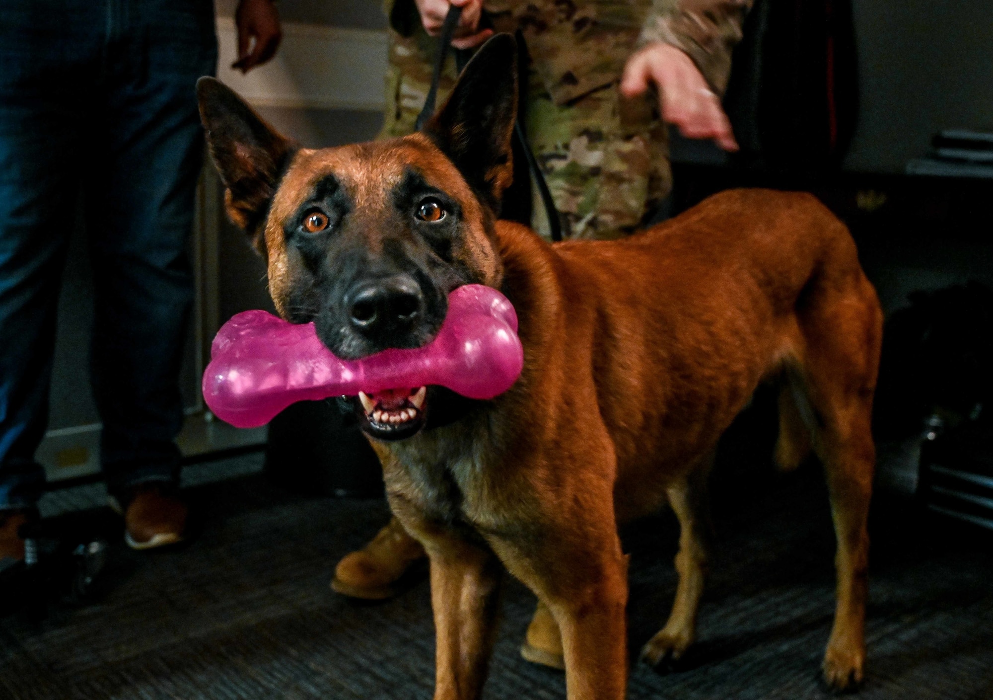 Military working dogs and their handlers from the 72nd Security Forces Squadron pose for official photos November 4, 2022, Tinker Air Force Base, Oklahoma.