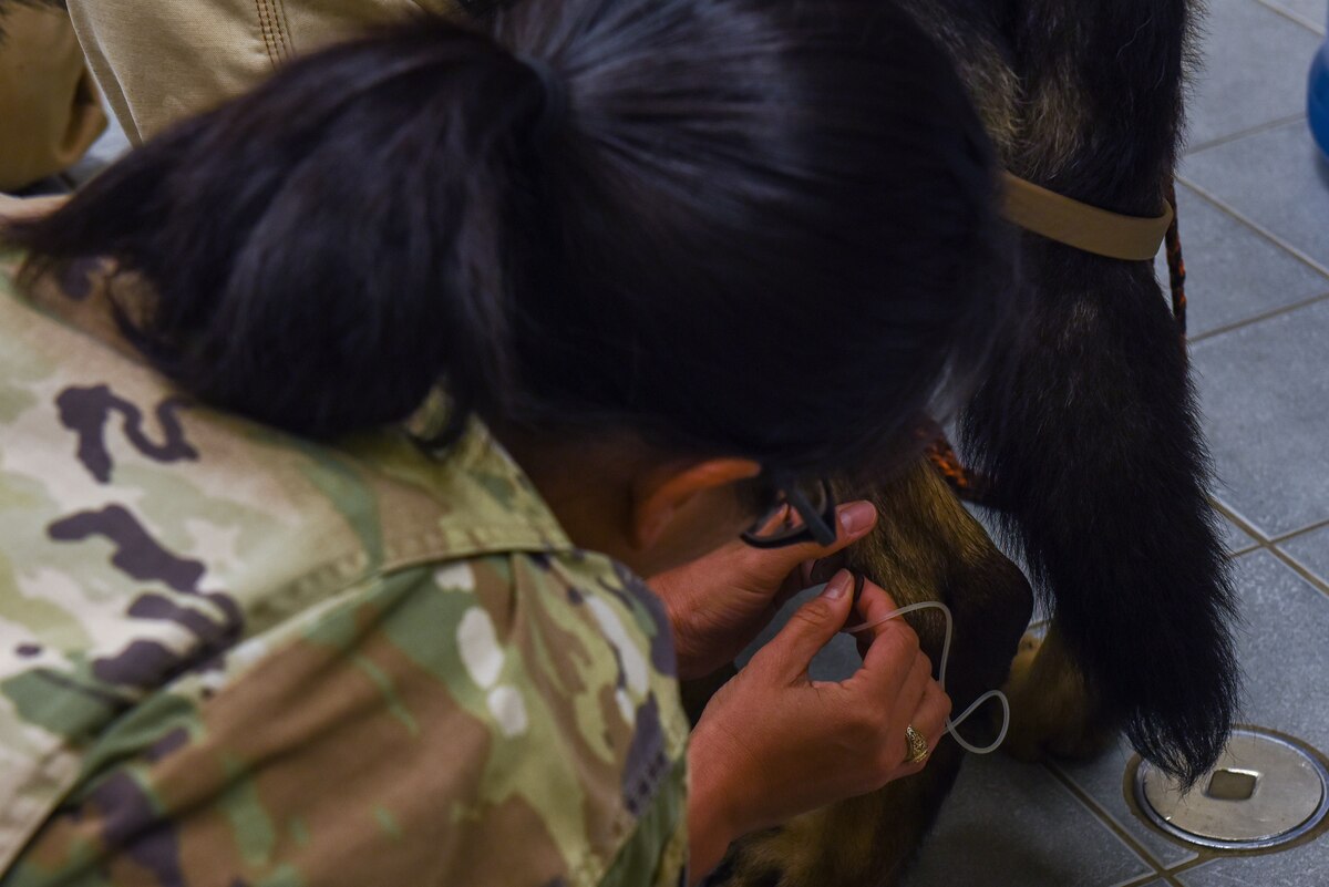 Army Veterinary Corps brings K9 care to Kunsan > Kunsan Air Base