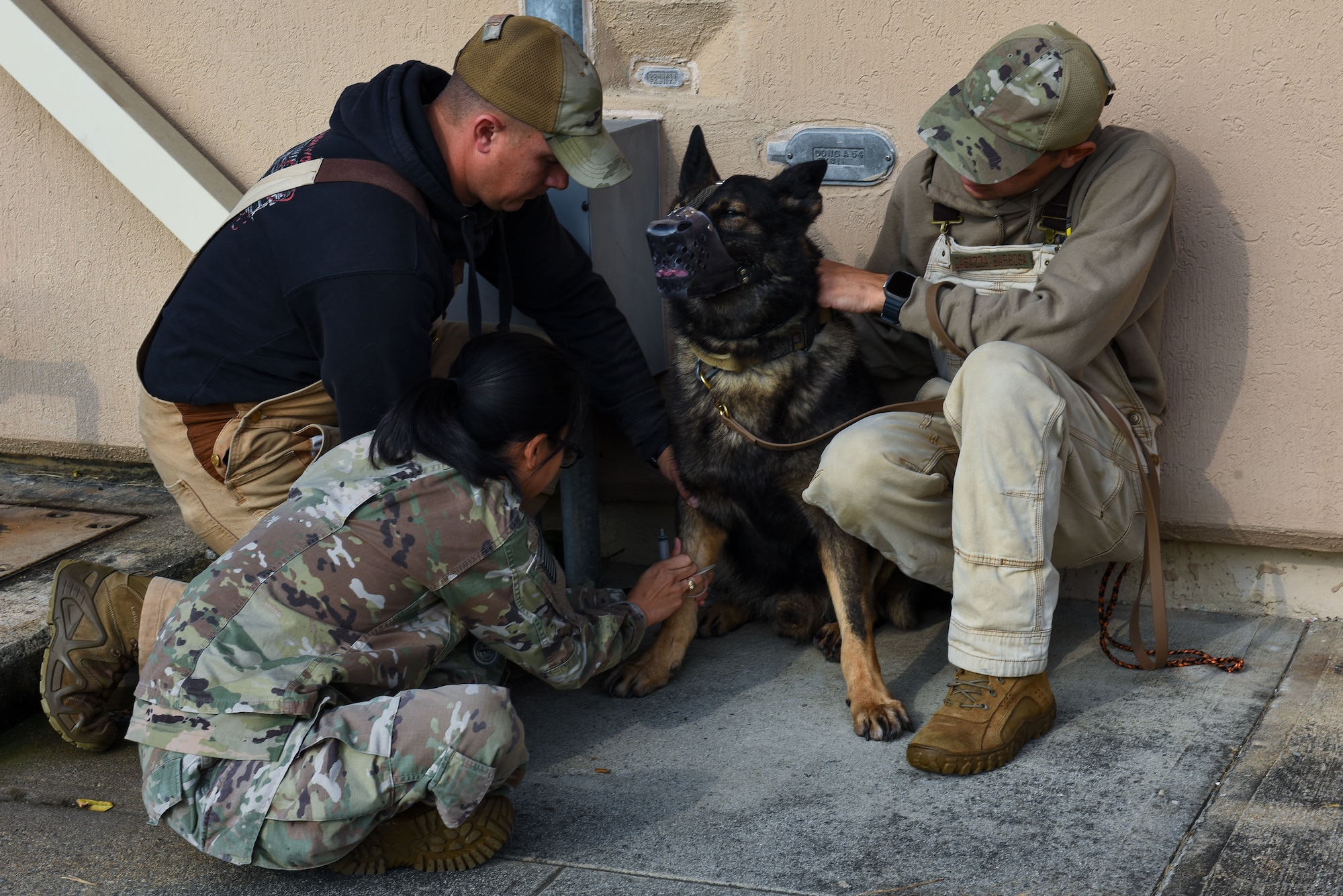Members of the 8th Security Forces Squadron military working dog kennels assist U.S. Army Capt. Denise Sorbet, 106th Medical Detachment Veterinary Service Support Team II officer in charge, (bottom left) as she draws blood from MWD Nex during a routine checkup at Kunsan Air Base, Republic of Korea, Nov. 16, 2022. Sorbet and her veterinarian aids work hand-in-hand with the 8th Security Forces Squadron MWD handlers to ensure the canines remain healthy and ready for duty. (U.S. Air Force photo by Tech. Sgt. Timothy Dischinat)