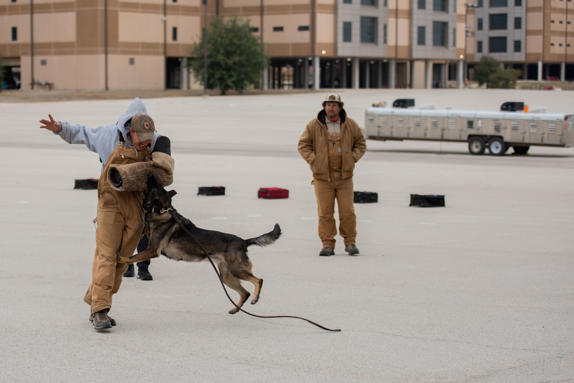 Military working dog bites a stuffed "fake arm" while performing obedience training