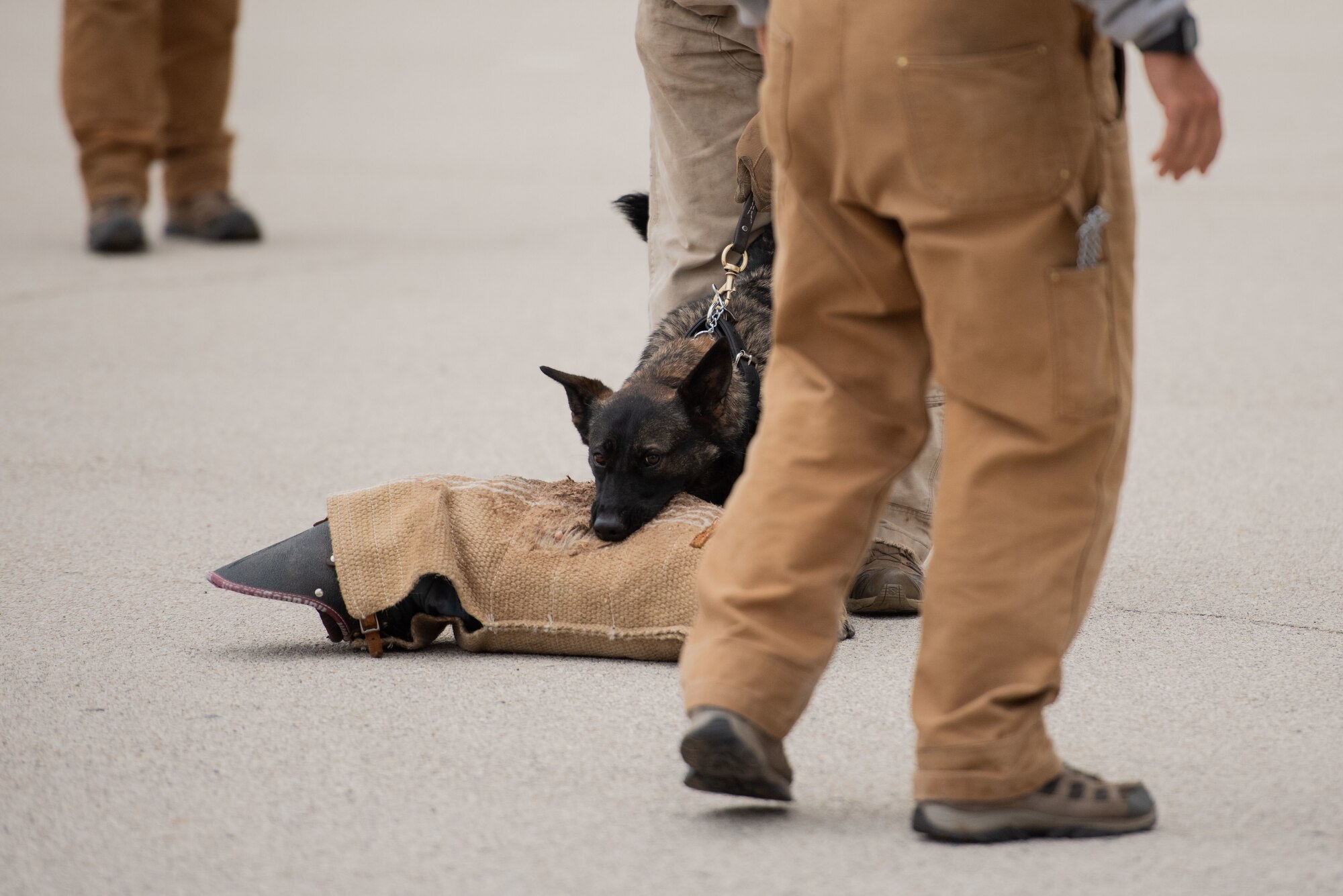 Military working dog bites a stuffed "fake arm" while performing obedience training