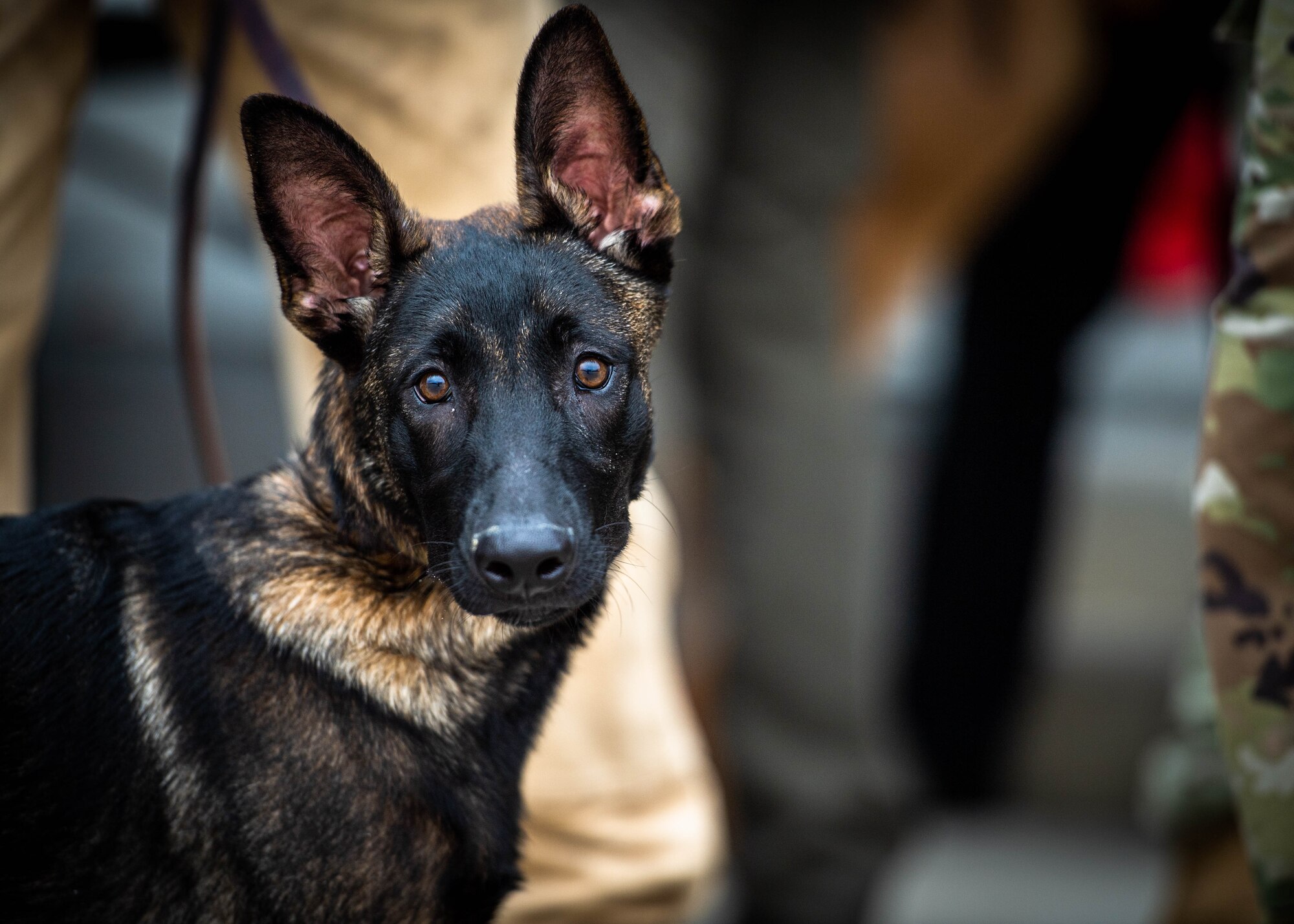 Close up photo of a military working dog puppy