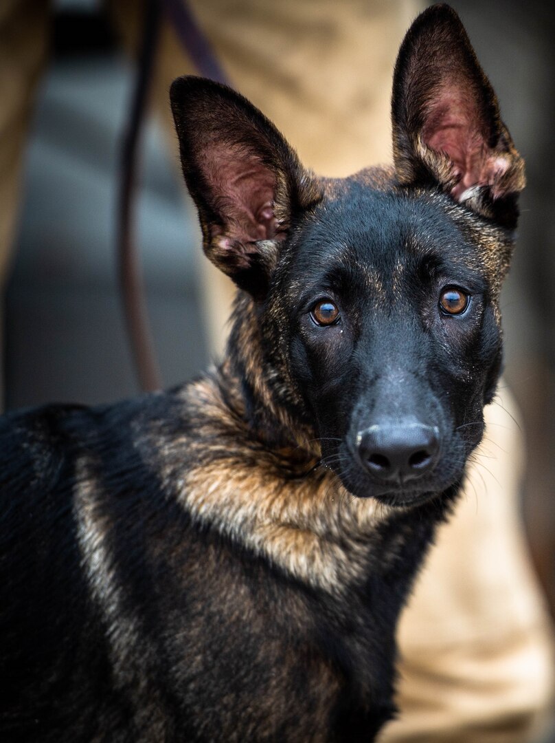 what was the first military dog