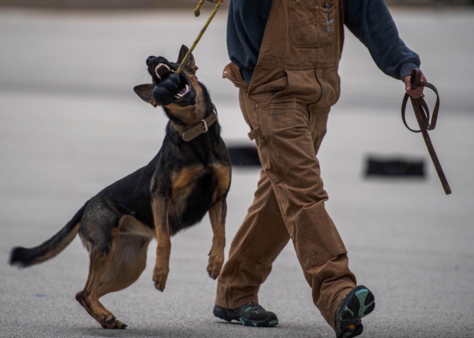 341st Training Squadron holds first military working dog expo