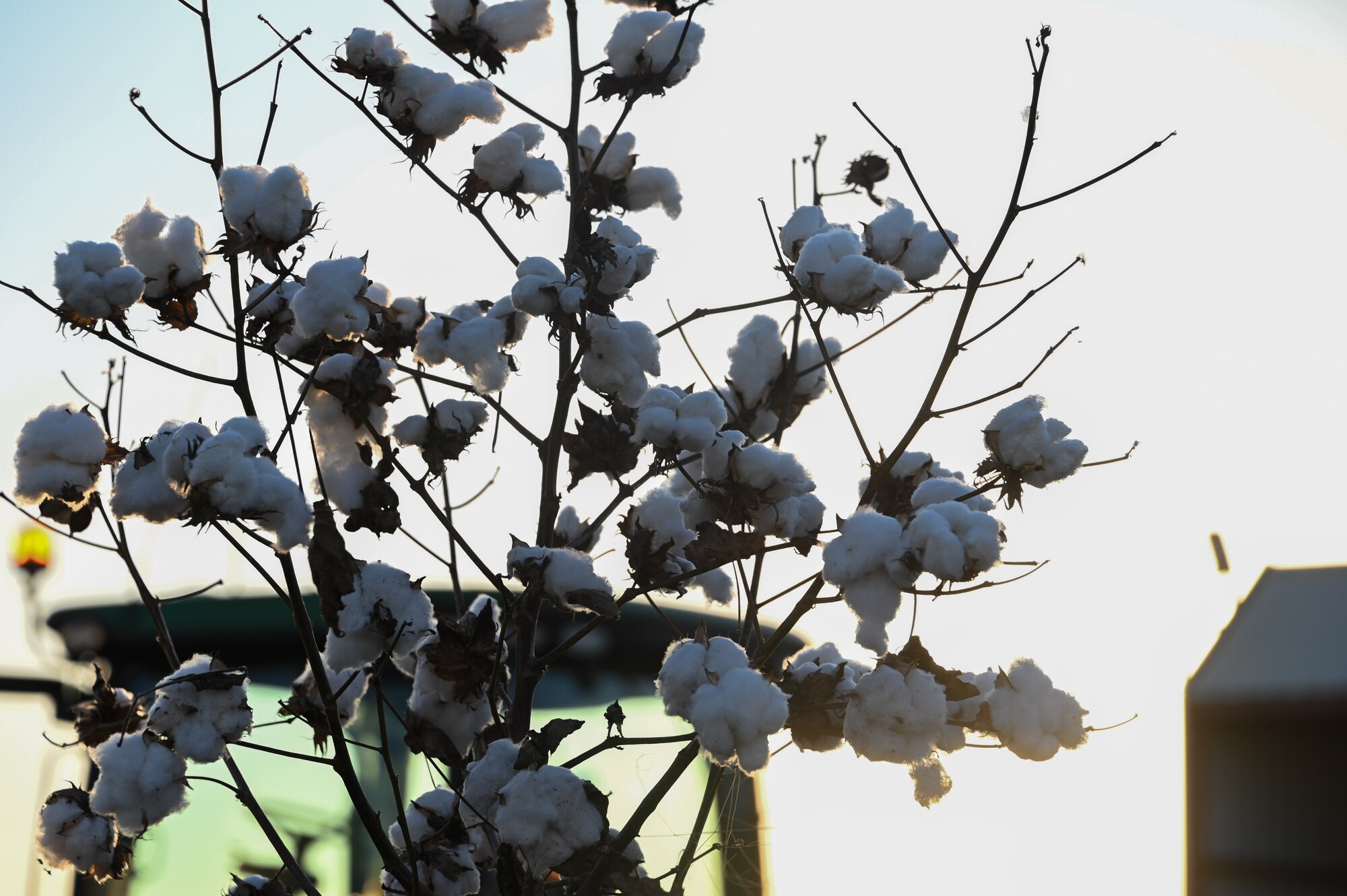 A cotton plant blows in the wind in Altus, Oklahoma, Nov. 17, 2022. During the tour of Abernathy Farms, Airmen were able to look at cotton up close. (U.S. Air Force photo by Senior Airman Kayla Christenson)