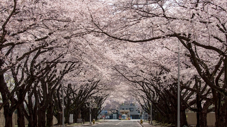 Explore Tokyo