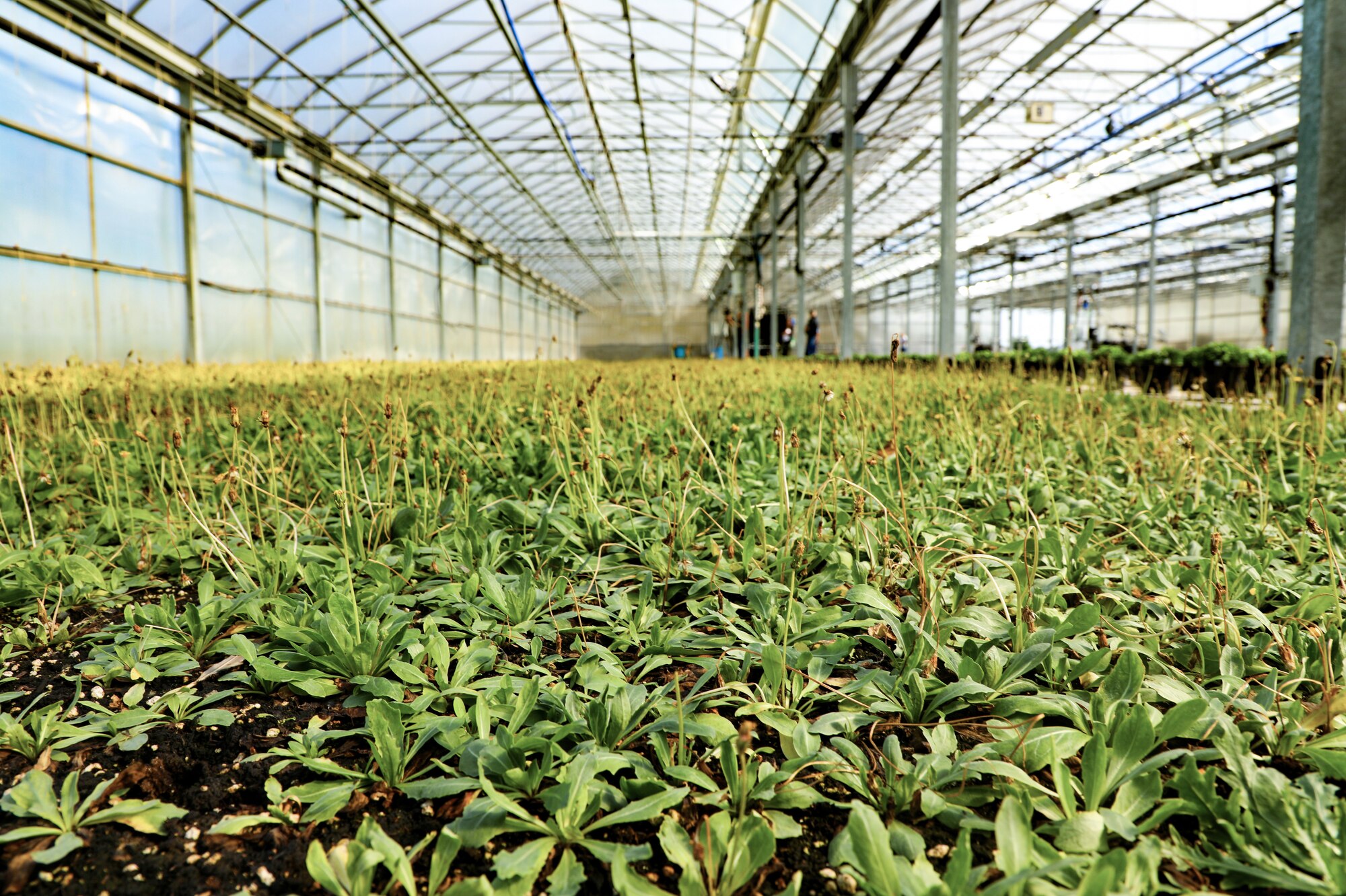 AFRL teams with industry to expand alternative natural rubber supply